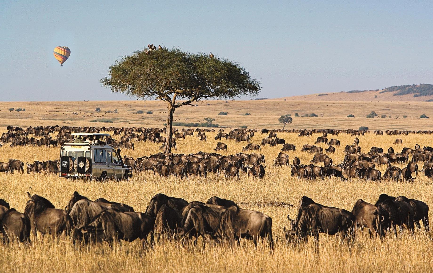 Maasai Mara National Reserve (2025): Everything You Need to Know for an Unforgettable Safari Experience!