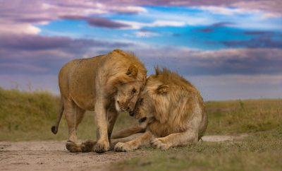Maasai Mara vs Amboseli: Choosing the Best Safari Experience