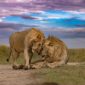 A split comparison of Maasai Mara plains with wildebeest and Amboseli elephants with Mount Kilimanjaro.
