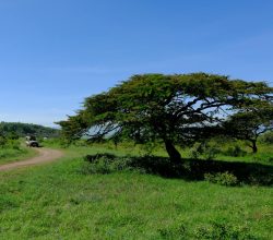 A collage of Kenya safari animals: lions, giraffes, and elephants in golden savanna.
