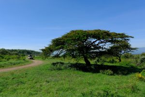 A collage of Kenya safari animals: lions, giraffes, and elephants in golden savanna.