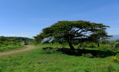 Top 10 Safari Destinations in Kenya for First-Time Travelers