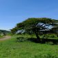 A collage of Kenya safari animals: lions, giraffes, and elephants in golden savanna.