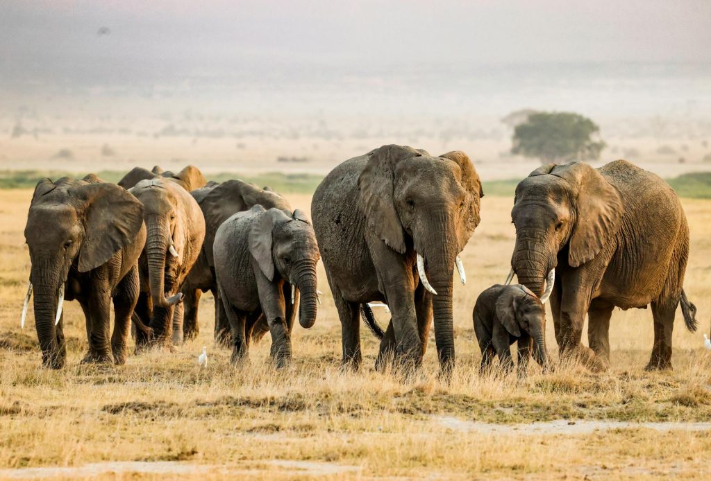 A collage promoting Kenya safari packages featuring Amboseli, Maasai Mara, Mombasa, and Diani tours.