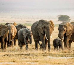 A collage of Kenya safari packages featuring Amboseli National Park, Maasai Mara, Mombasa, and Diani tours.