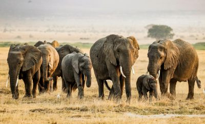 Top Kenya Safari Packages: Amboseli, Maasai Mara, Mombasa & Diani Tours