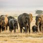 A collage of Kenya safari packages featuring Amboseli National Park, Maasai Mara, Mombasa, and Diani tours.